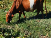 Cow, Cattle — photo 2