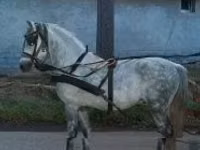 Hengst, Pferde — Foto 2