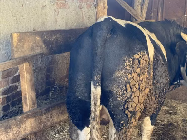 公牛, Russian Black pied cattle — 哈萨克斯坦
