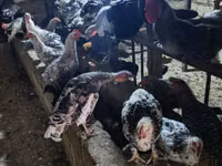 Chickens — foto 3