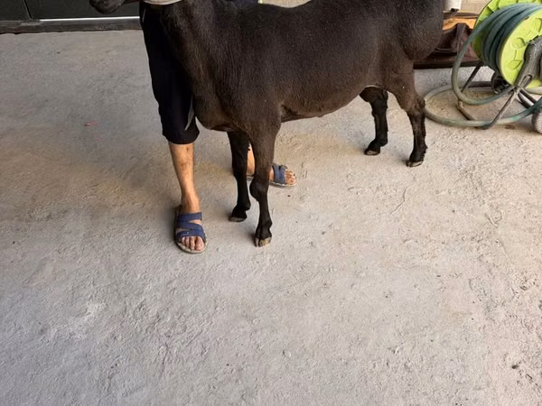 Carnero, Ovejas — Uzbekistán