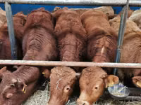 Kuh, Limousin-Kuh — Foto 2