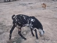 تيس, Nubian Goat — الصورة 5