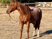 Caballo, Quarter Horse — foto 3