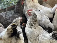 Chickens — photo 1