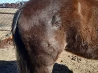 Hengst, Arabian horse — Foto 2