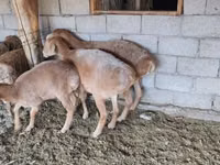 母羊, Sheep — 照片 1