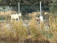 Goat, Saanen goat — photo 6