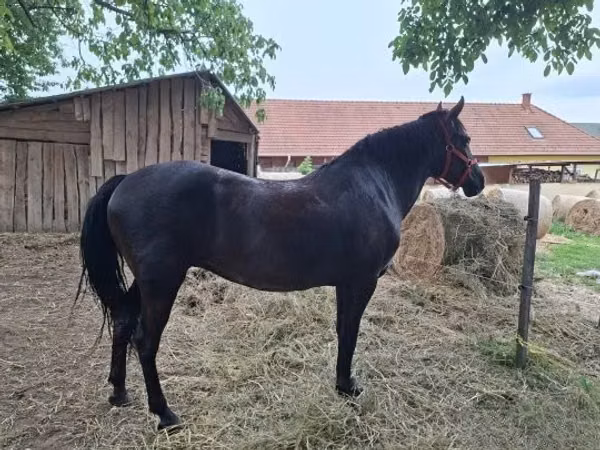 Mare, Hungarian horse breed