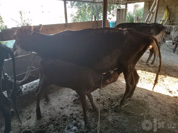 Kuh, Rinder