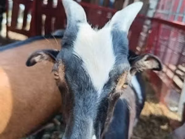 公山羊, Goats