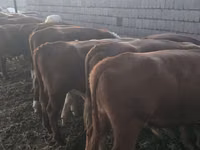 Toro, Vaca kazaja de cabeza blanca — foto 2