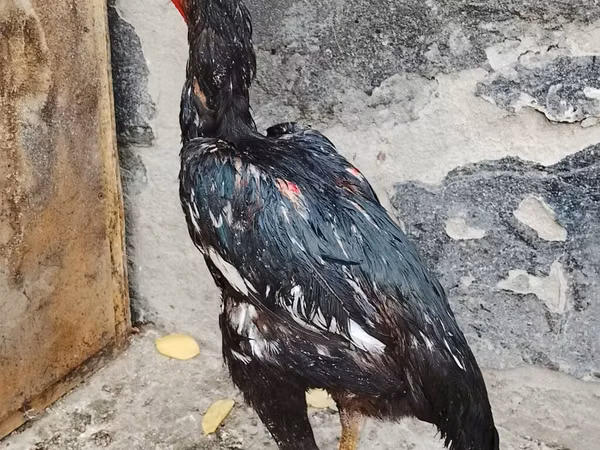 Chickens — Kirgisistan