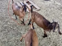 Ziege, Nubian Goat — Foto 1
