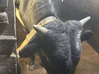 Toro, Ganado vacuno — foto 1