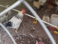 Chickens — Foto 1
