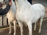 Stute, Lipizzaner — Foto 7