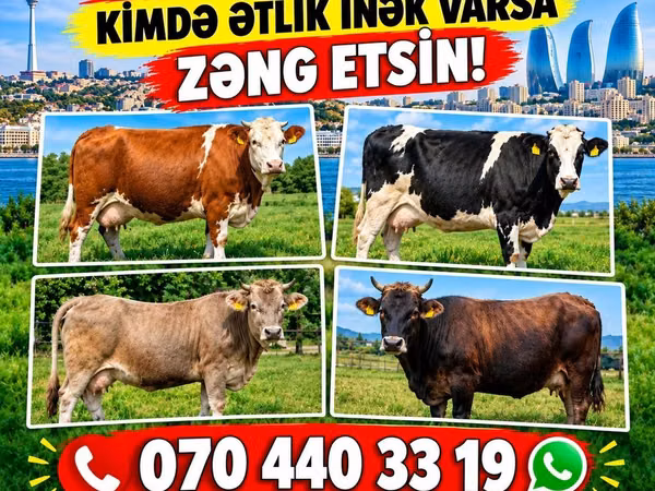 Kuh, Rinder