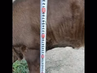 公牛, Swiss cattle — 照片 1