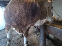 Toro, Simmental cattle — foto 2
