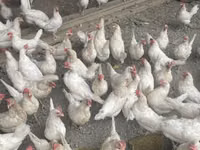 Leghorn — Foto 4
