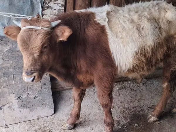 Bulle, Rinder — Usbekistan