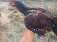 Chickens — 3-сурет