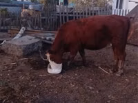 Vaca, Ganado vacuno — foto 1