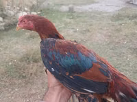 دومينانت — الصورة 1