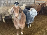 母山羊, Goats — 照片 1