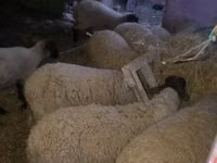 Schafe (Partie, Geschlecht nicht angegeben), Suffolk sheep — Foto 2