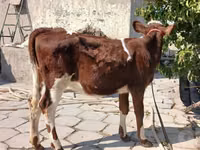 Bulle, Simmental cattle — Foto 5