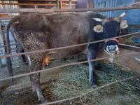 Kuh, Russian Black pied cattle — Foto 1