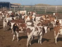Buqa, Russian Black pied cattle — 3-rasm