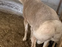 كبش, Rhon sheep — الصورة 2
