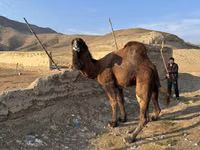 جمل, الجمال — الصورة 5