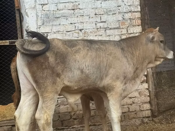 公牛, Swiss cattle — 吉尔吉斯斯坦