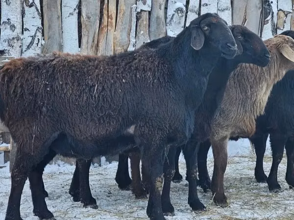Schaf, Edilbay sheep