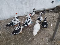 Ducks — الصورة 7