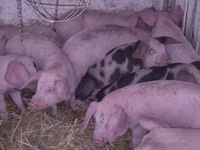 猪（批次，未指定性别）, Pigs — 照片 8