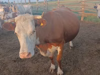 Sigir, Simmental cattle — 2-rasm