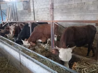 公牛, Cattle — 照片 3