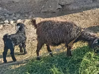 母山羊, Goats — 照片 2