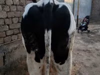 Сиыр, Голштин тұқымы — 4-сурет