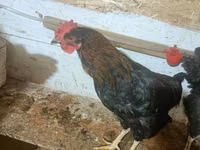 براهما — الصورة 2