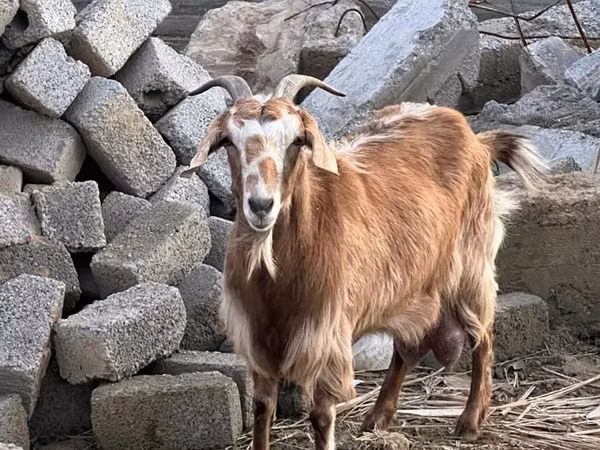 عنزة, Nubian Goat