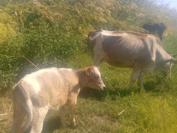 Vaca, Ganado vacuno