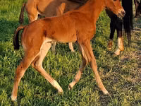 حصان, Akhal-Teke — الصورة 3