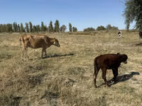 Сиыр, Latvian Blue cattle — 5-сурет