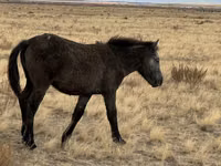Stute, Kazakh horse — Foto 8